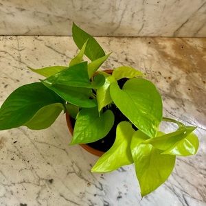 Neon Pothos Cutting